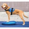 FitPAWS disk za ravnotežu kućnih ljubimaca 36 cm plavi