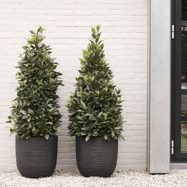 Capi jajolika posuda za sadnju Nature Row 35 x 34 cm crna PKBLRO932