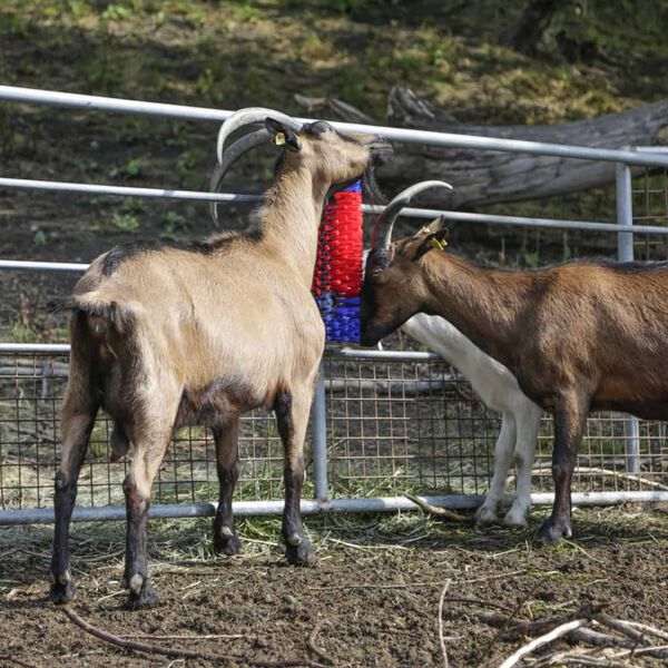 Kerbl četka za če&scaron;anje stoke 50 cm 293100