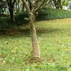 vidaXL Rola jute 0,25x10 m 100 % juta 200 g/m&sup2;